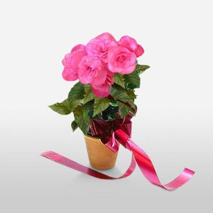 Pink Flowering Plant