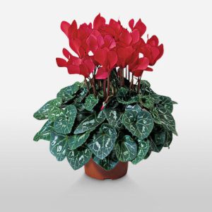 Red Flowering Plant