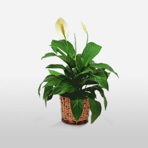 The Pristine Peace Lily