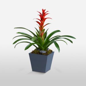 The Tropical Bromeliad