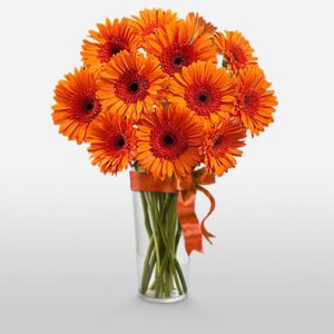 Gerbera Fantasy