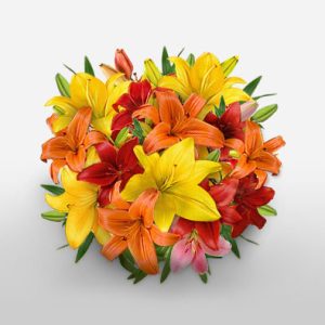 Mixed Asiatic Lilies