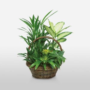 Bromeliad Basket