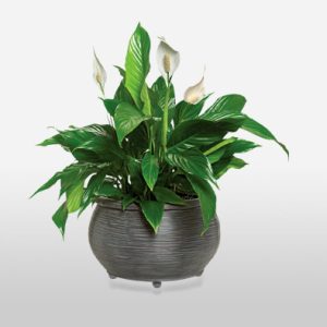 Peace Lily Funeral Plant