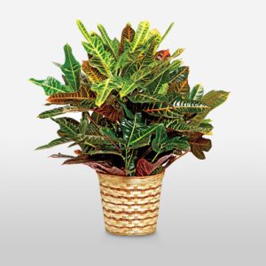 Colorful Croton