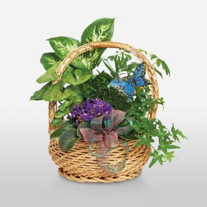 Butterfly Basket