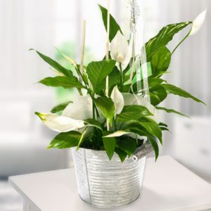 Big Peace Lily