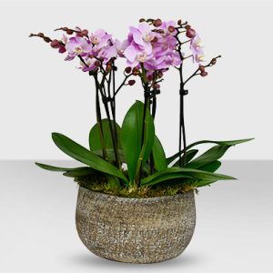 Phalaenopsis Pink Orchid Plant