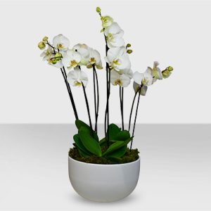 Phalaenopsis Orchid White Plant