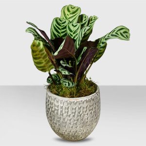 Calathea Plant