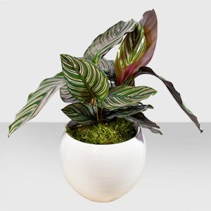 Calathea Sanderiana Native Plant