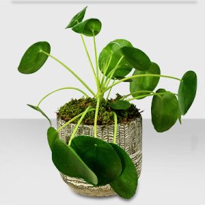 Chinese Money Plant