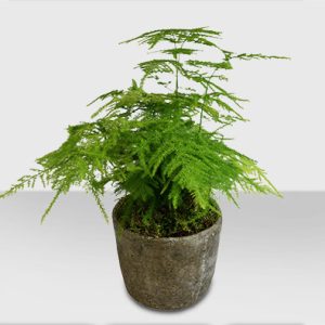 Asparagus Fern Plant