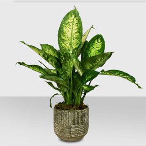 Dumb Cane Plant