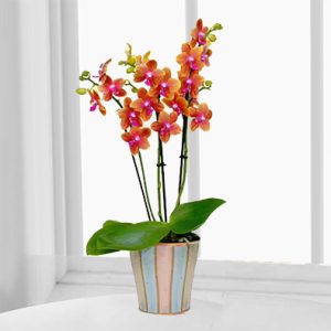 Orange Orchid in Pot with 2 Ferrero Rocher