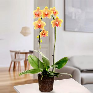 Yellow Orchid in Seagrass Basket