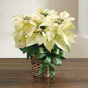 Pure Snowflake Poinsettia