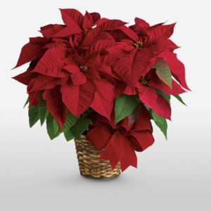 Red Poinsettia